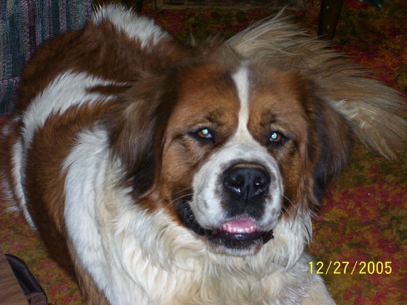 Saint Bernard Sarah before amputation surgery