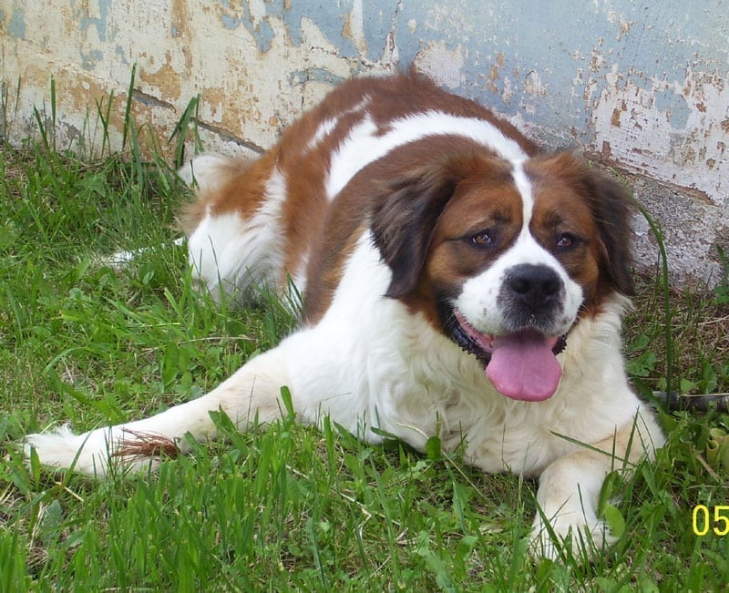 Saint Bernard Sarah before amputation surgery