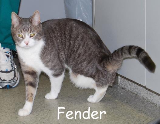 Fender the three legged cat Fender the three legged cat