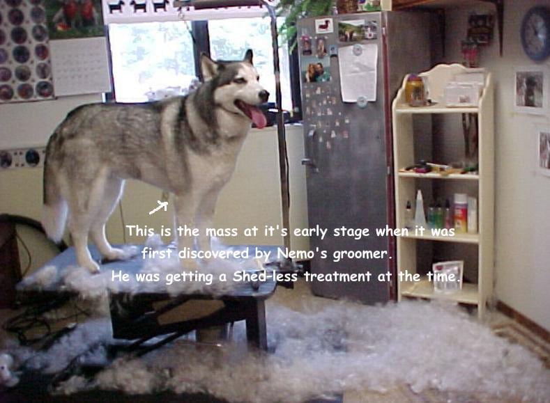 Husky Nemo Lost the Cancer Battle Husky Nemo Lost the Cancer Battle