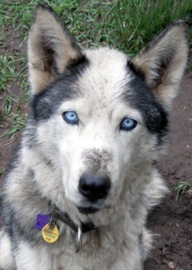 Odaroloc Sled Dog Team Member LilBit Odaroloc Sled Dog Team Member LilBit