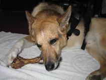 Mmmm… Hambone! Mmmm… Hambone!