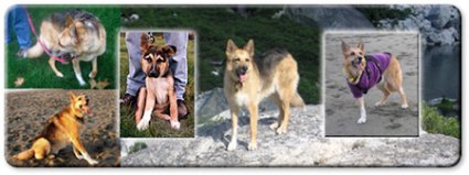 three legged dog photos