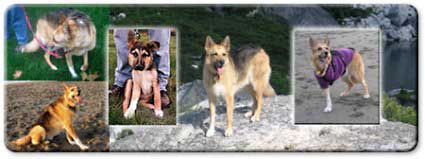 three legged dog photos