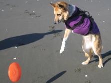 Jerry still loves the Frisbee game Jerry still loves the Frisbee game