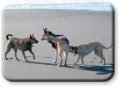 dog day at the beach