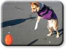 Jerry plays frisbee