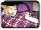 Jerry at rest