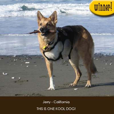 Jerry's the Winner of the Kool Dog Contest