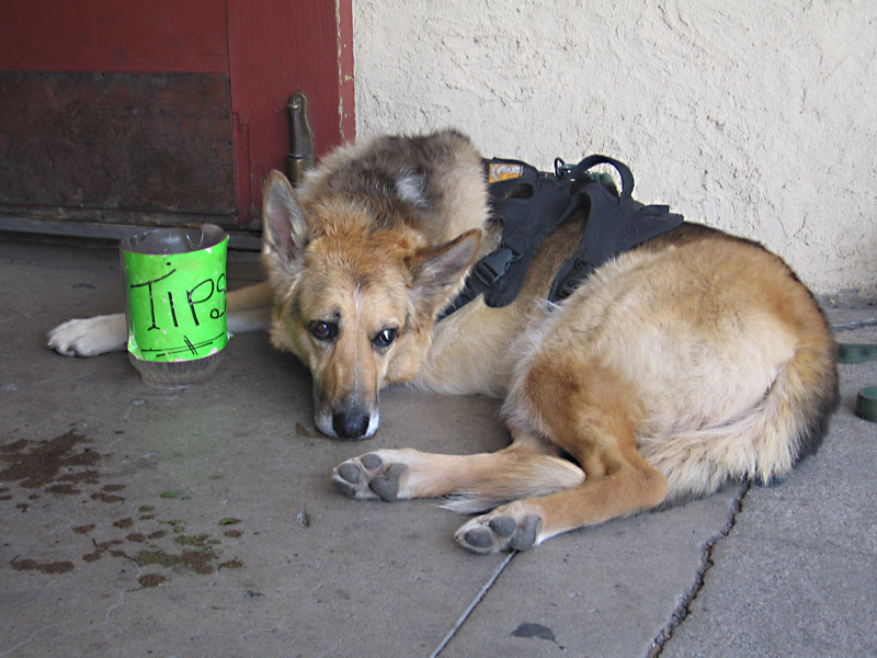 Tripawd Bone Cancer Dog Survivor Jerry