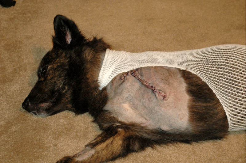 3-legged dog Timber rests after amputation surgery 3-legged dog Timber rests after amputation surgery