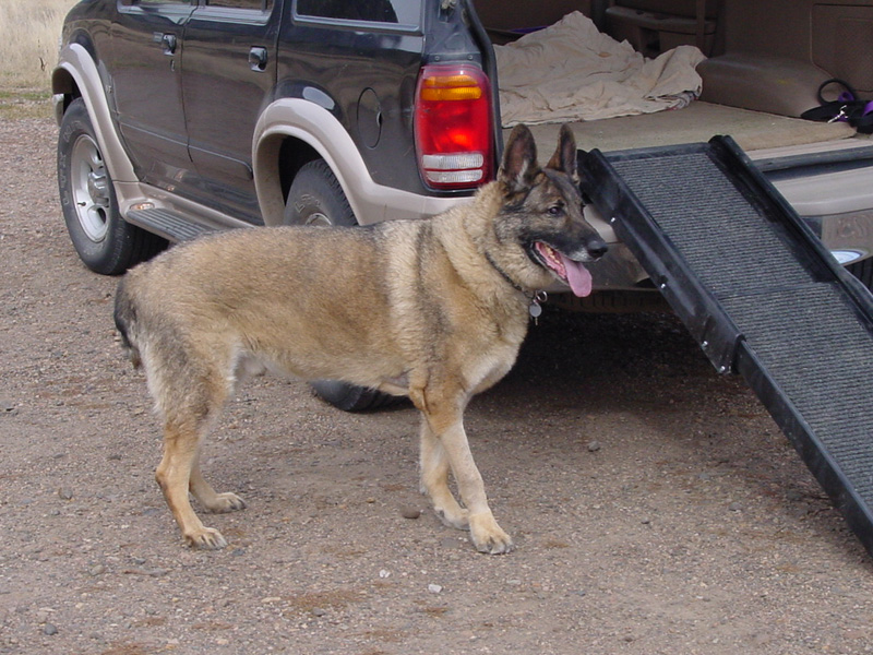 Tripod Dog Eisen from Southern Colorado Tripod Dog Eisen from Southern Colorado