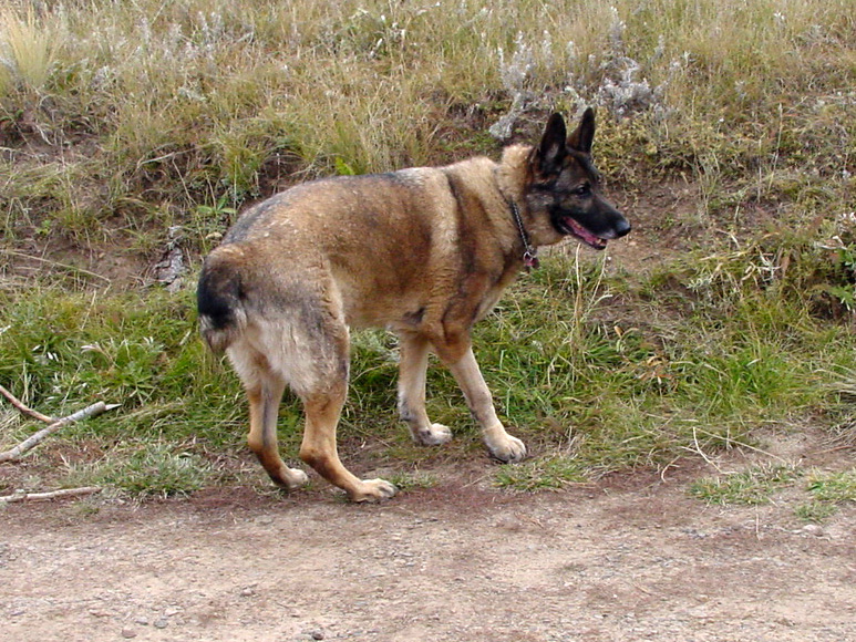 Bone Cancer Dog Eisen from Southern Colorado Bone Cancer Dog Eisen from Southern Colorado