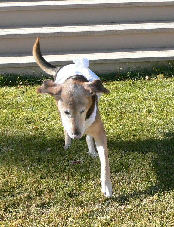 Genie Bone Cancer Dog Survivor Genie Bone Cancer Dog Survivor