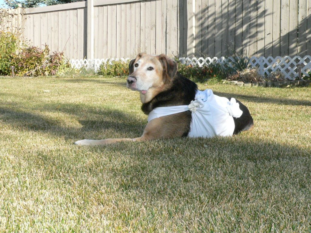 Genie Bone Cancer Dog Survivor Genie Bone Cancer Dog Survivor