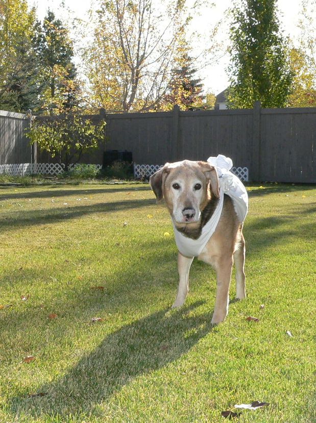 Genie Bone Cancer Dog Survivor Post-Surgery Picture Genie Bone Cancer Dog Survivor Post-Surgery Picture