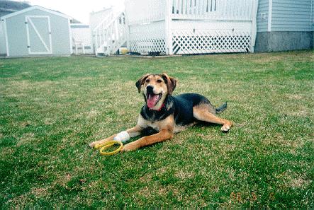 Genie Bone Cancer Dog Survivor Pre-Surgery Picture Genie Bone Cancer Dog Survivor Pre-Surgery Picture