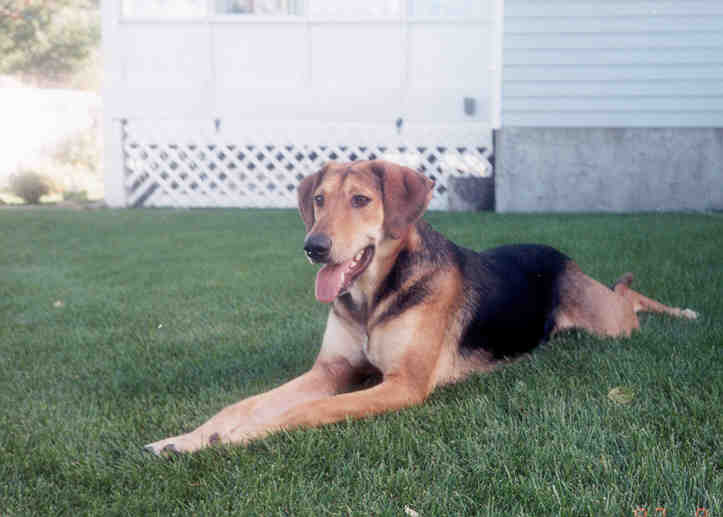 Genie Bone Cancer Dog Survivor Genie Bone Cancer Dog Survivor