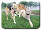 Tripawd Discussion Forum