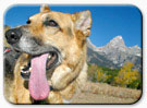 three legged dog dog barking