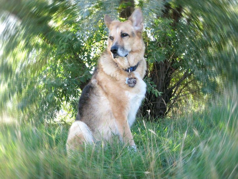 canine cancer survivor our hero Jerry canine cancer survivor our hero Jerry