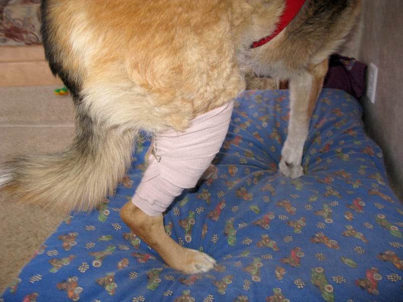 How To Wrap A Dog S Knee How To Wrap A Dog S Knee