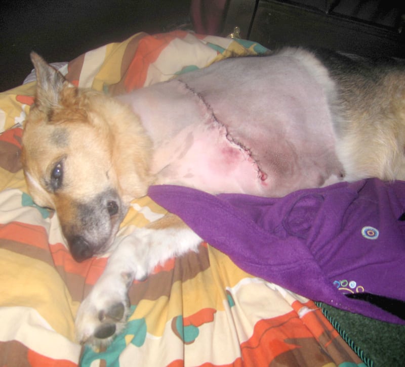 Tripod dog post amputation surgery photo