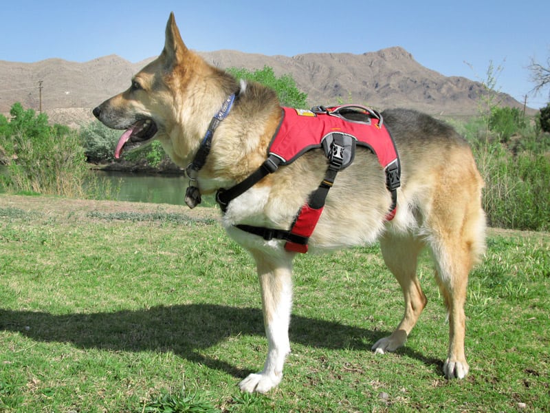 Ruffwear Harness Help Three Legged Dogs 