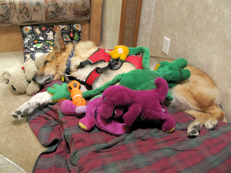 Tripod Dog Jerry relaxes on his bed