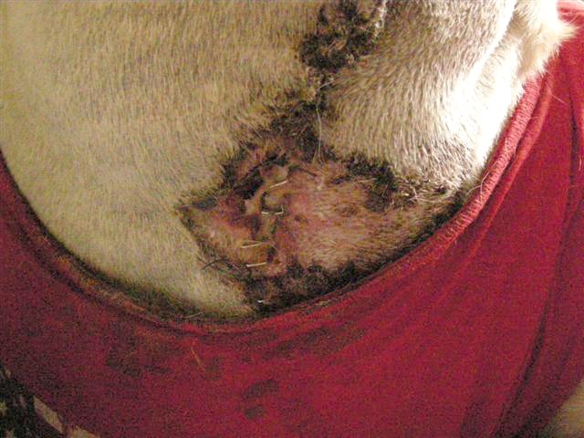 dey young amputee nude