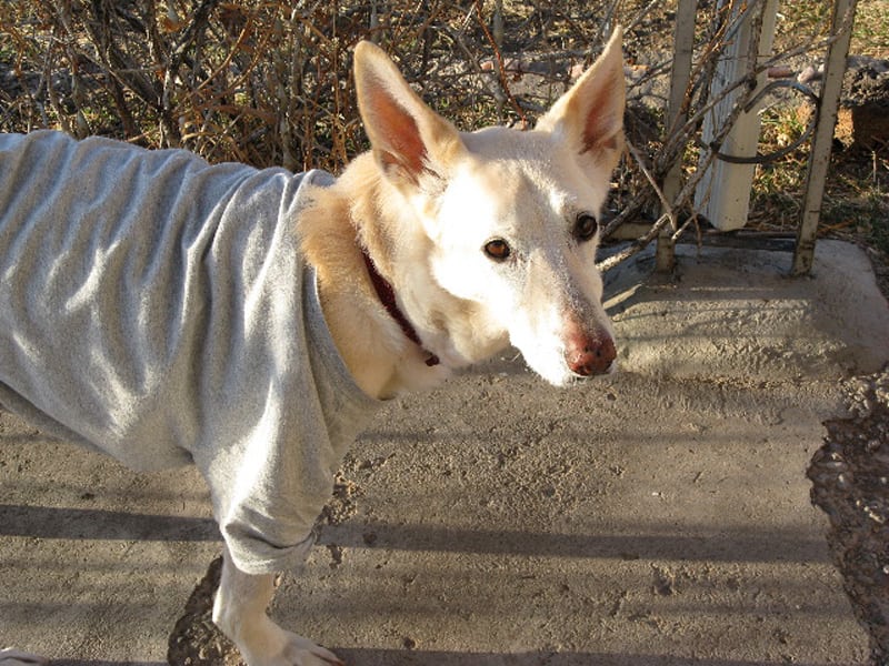 Tripod Daisy Dog Antonito Colorado Tripod Daisy Dog Antonito Colorado