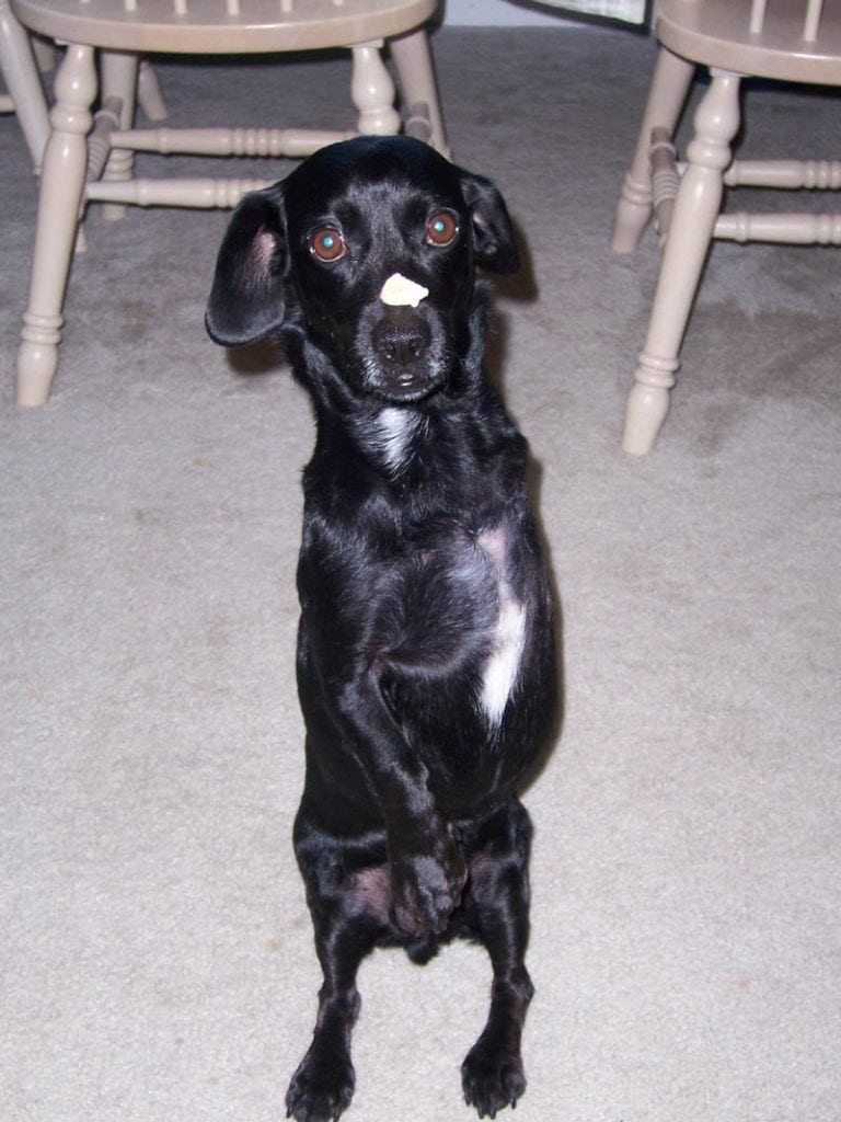 frankie3.jpg frankie3.jpg