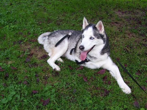 Three legged husky dog Buster Three legged husky dog Buster
