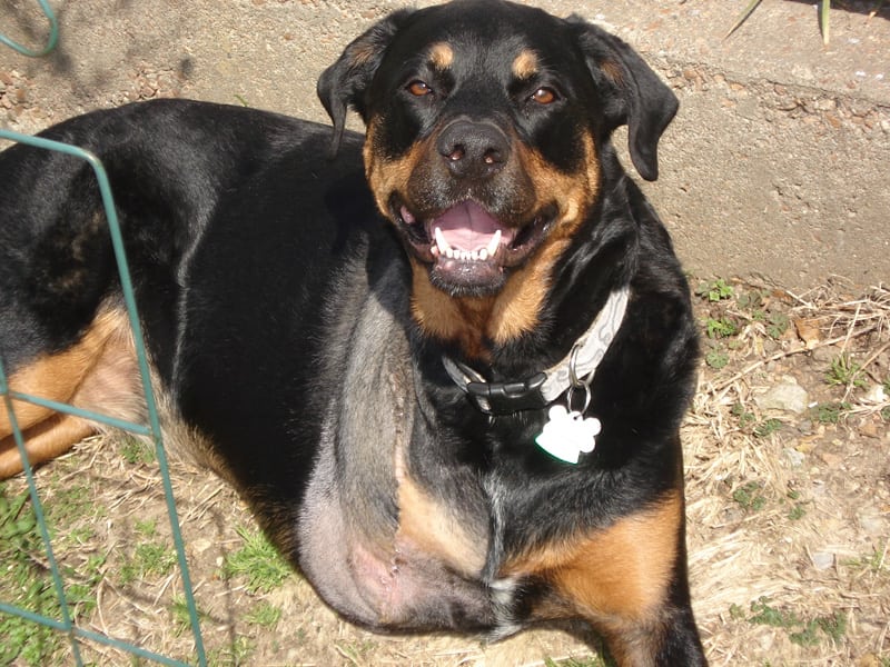 three legged rottweiler tasha bone cancer dog