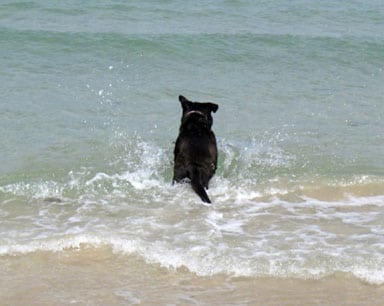 Tripod Lalla plays in the ocean Tripod Lalla plays in the ocean