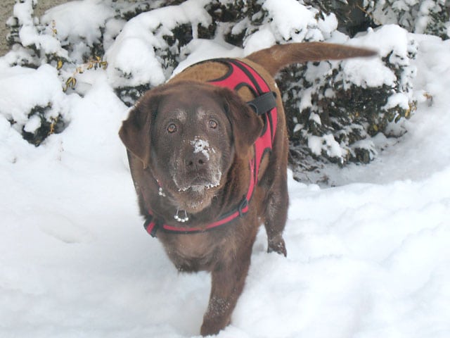 Bonnie in the Snow