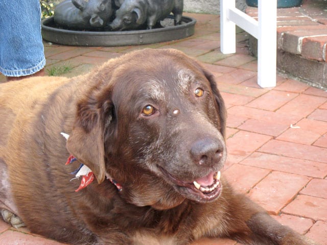 Three Legged Lab Canine Cancer Hero Bonnie