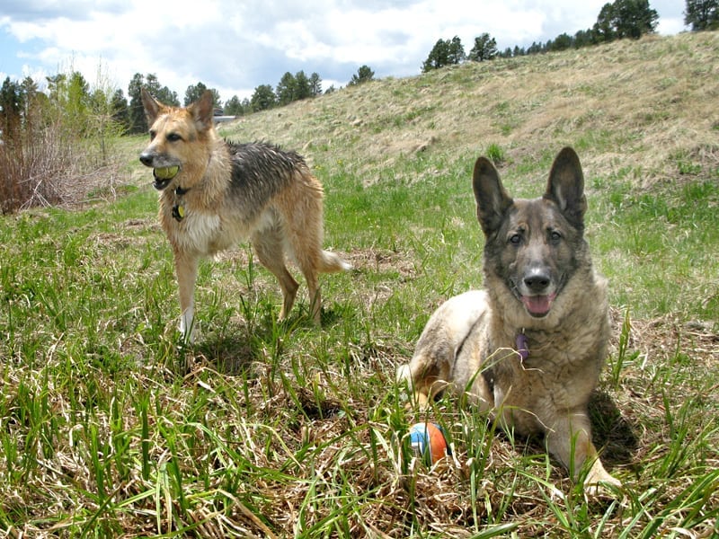 Three legged bone cancer dog heroes