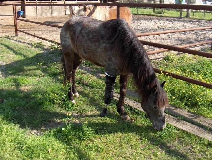 Molly three legged pony