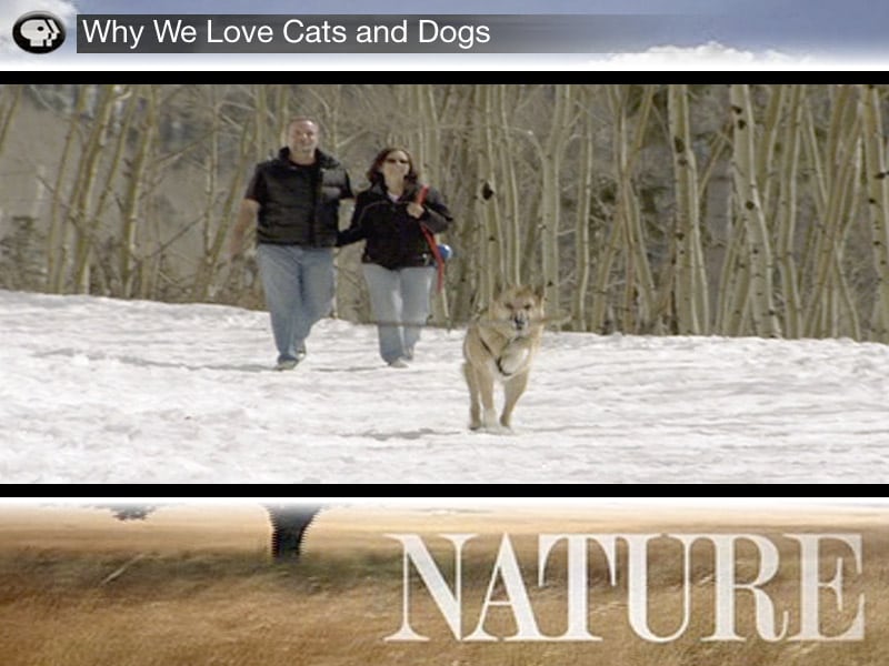 Scene from Why We Love Cats and Dogs