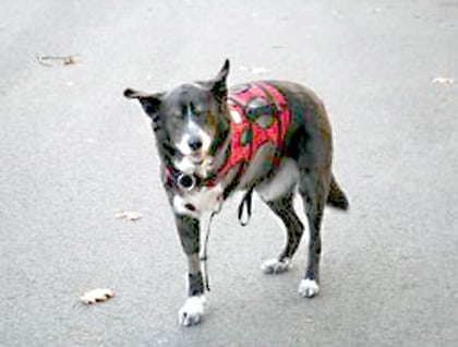 Ruff Wear Harness on Carver the Three Legged Dog 