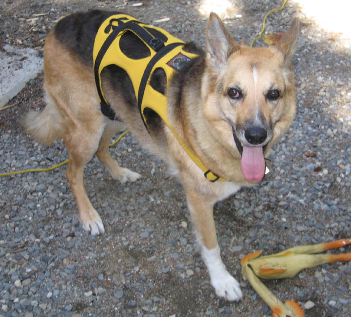 Jerry in 2007 Ruff Wear Harness