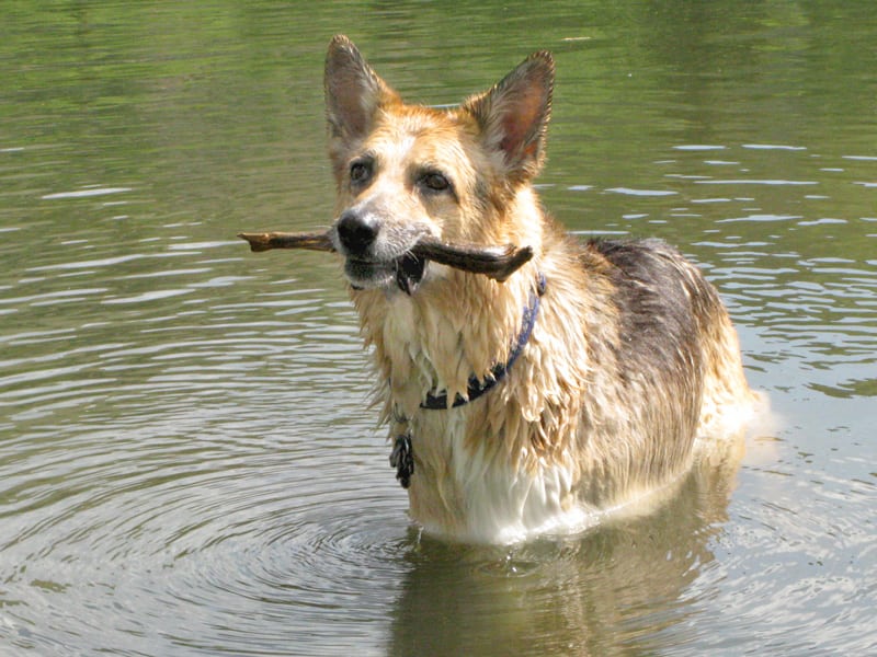 Posing with a stick at Vickers Ranch Pond