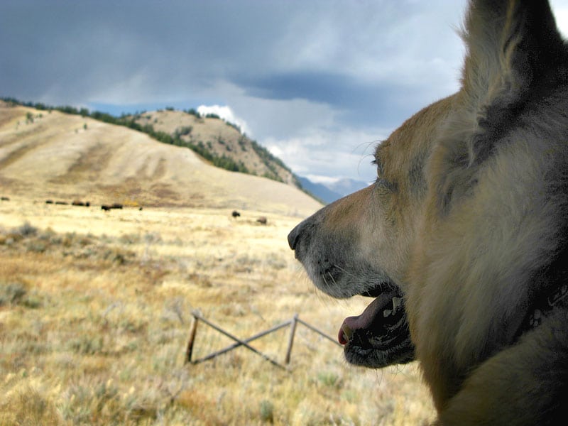 Jerry barks at buffalo in Grand Tetons
