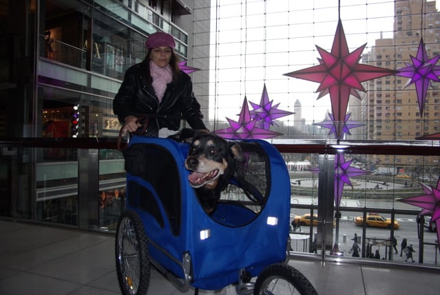 Tripod Xena and her big dog stroller