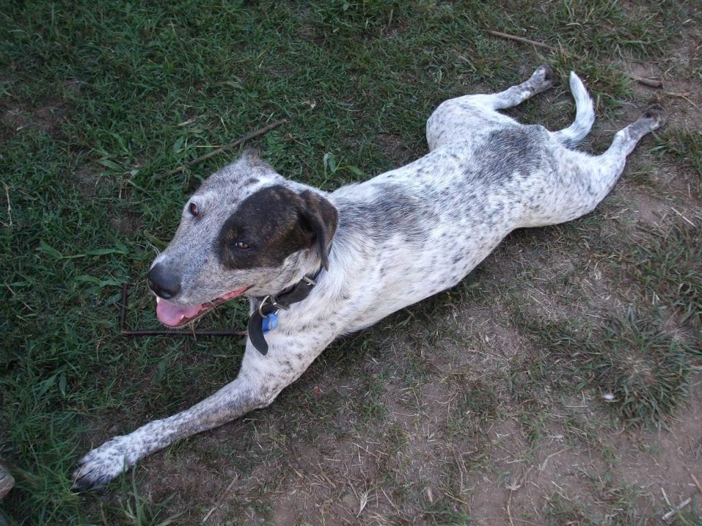 Austrailian Three Legged Dog Rage