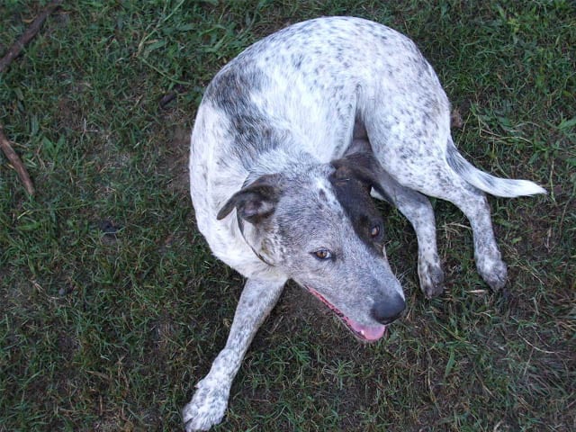 Austrailian Three Legged Dog Rage