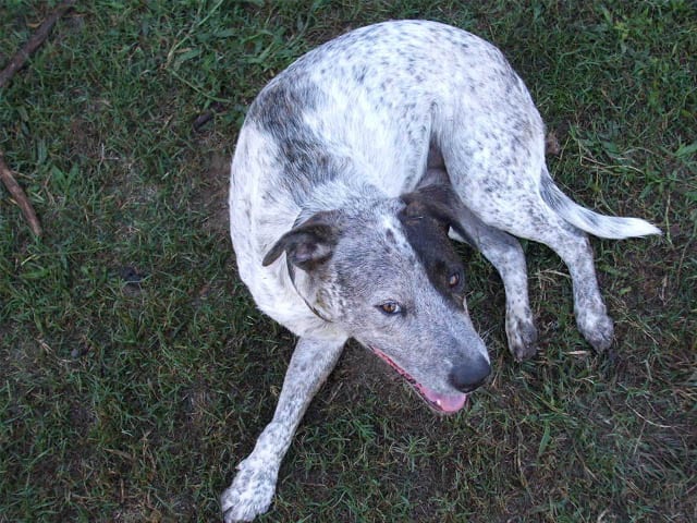 Austrailian Three Legged Dog Rage